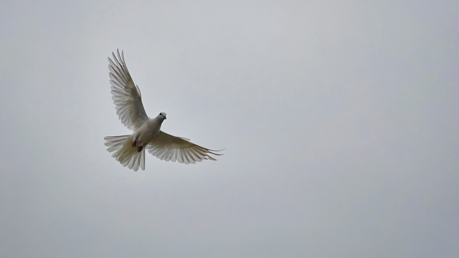 Eine einzelne weiße Taube im Flug vor weichem grauem Himmel, viel freier Raum ringsum.